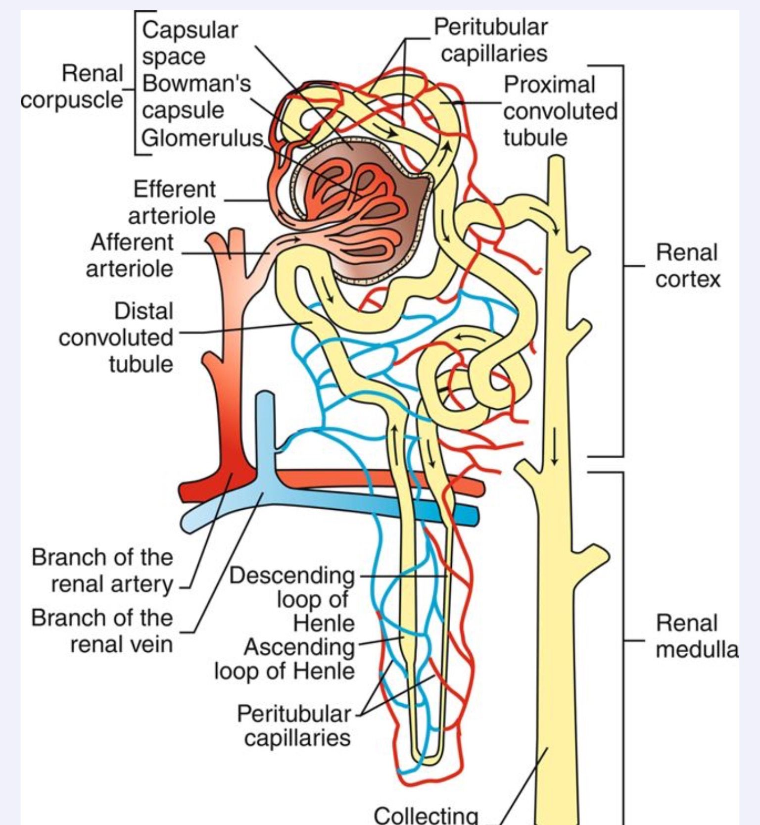 Microscopic Anatomy of the Nephron | Physiology, Human anatomy and ...