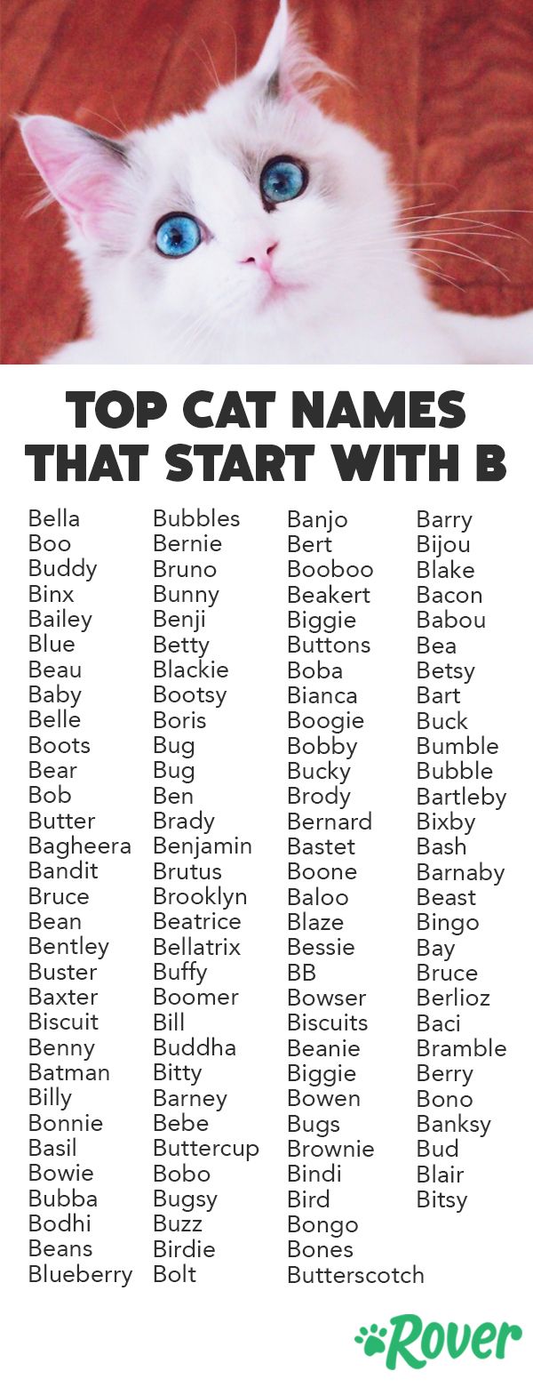 Girl Cat Names That Start With B