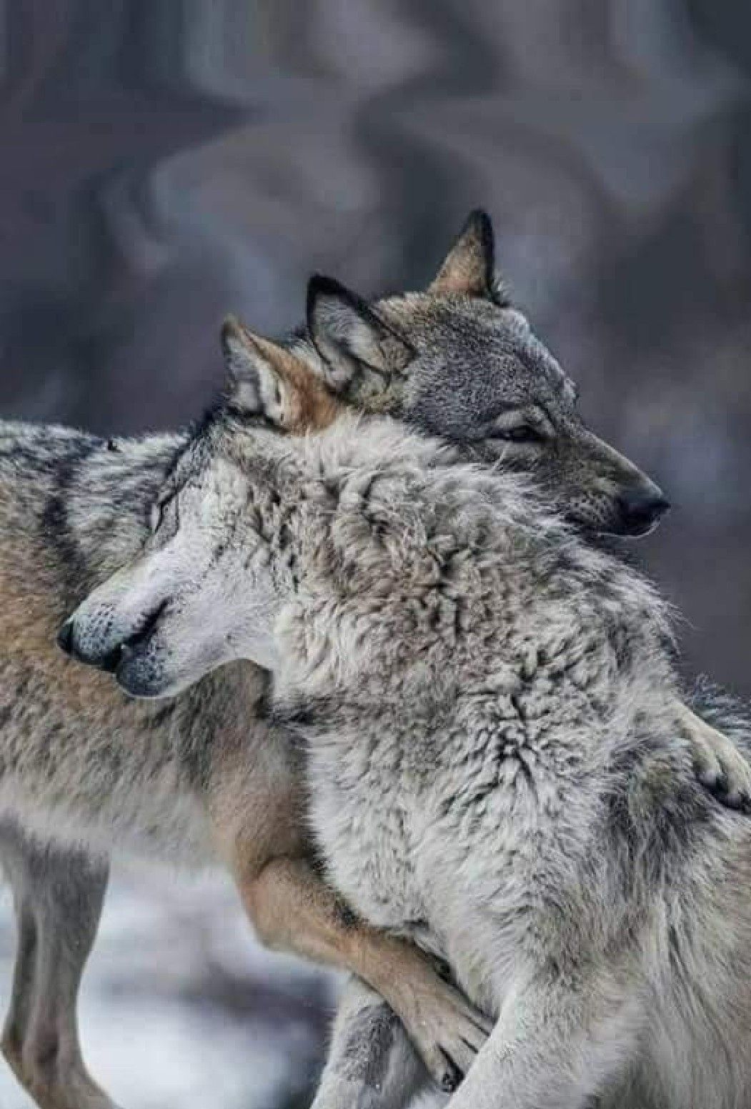 : Friendship | Wolf photography, Animals wild, Wolf love