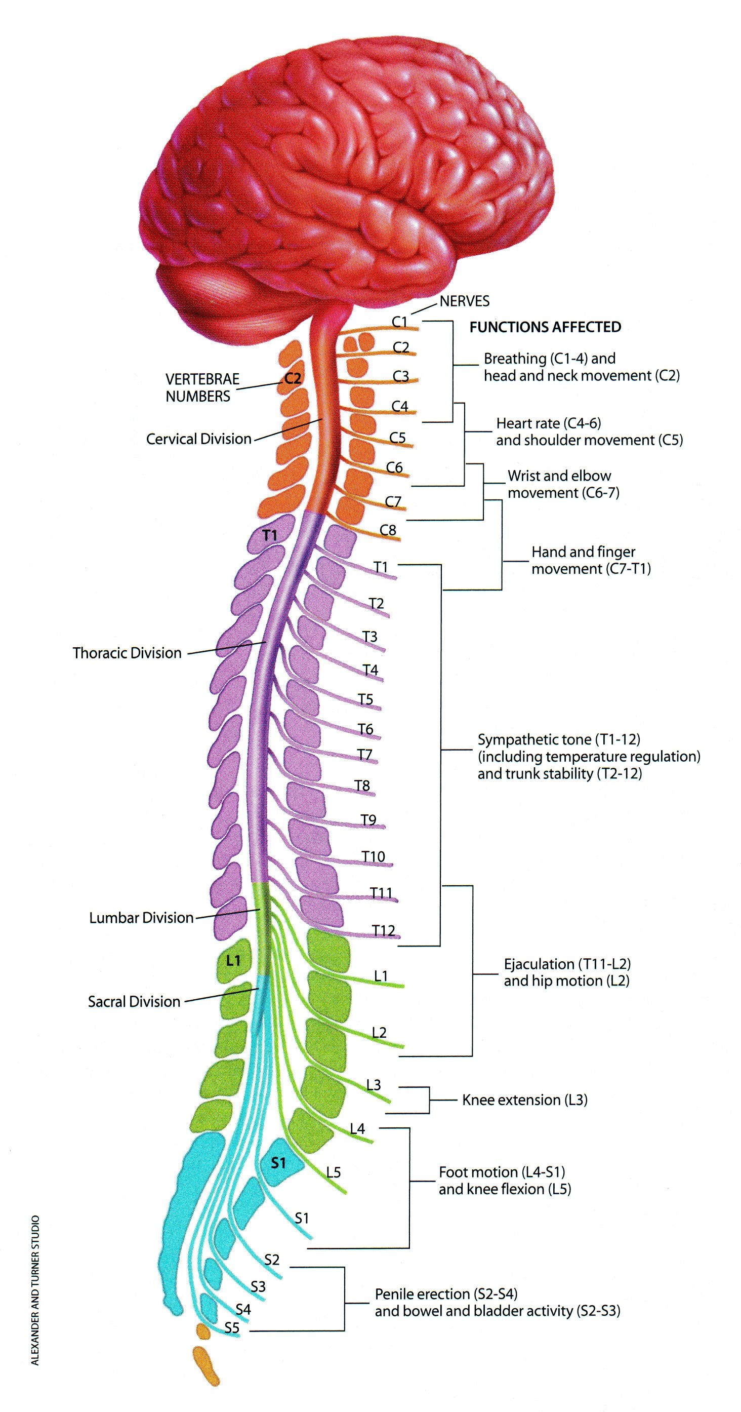 Spinal Cord Labeled Diagram Neurons Spinal Cord Human Brain | Images ...