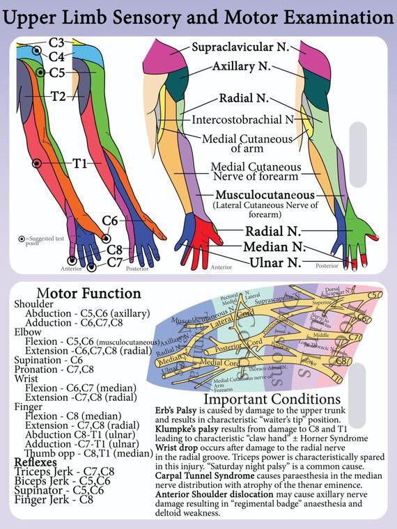 Upper Extremity Dermatomes and Myotomes Motor Function Shoulder ...