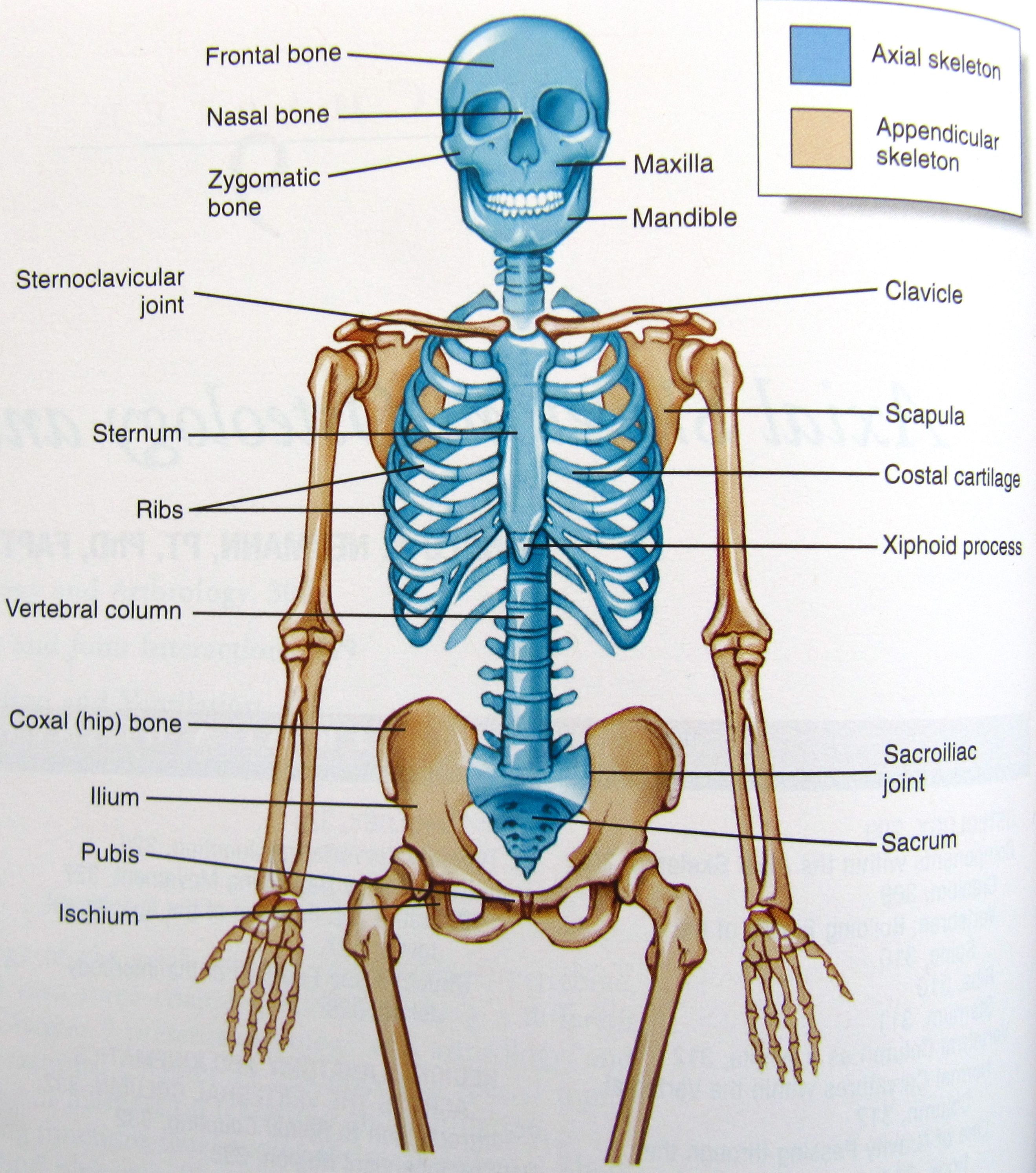 Axial Skeleton Definition Anatomy - DEFINITION GHW