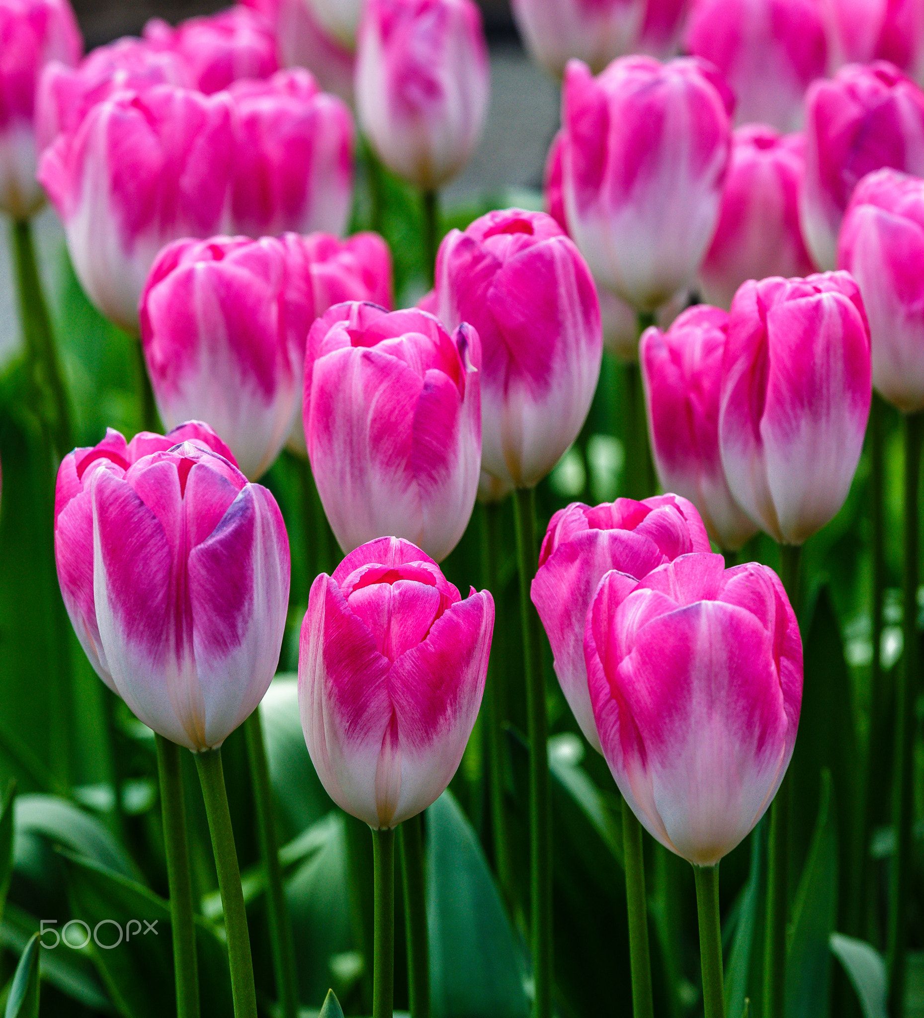 Collection 97+ Pictures Pictures Of Pink Tulips Superb