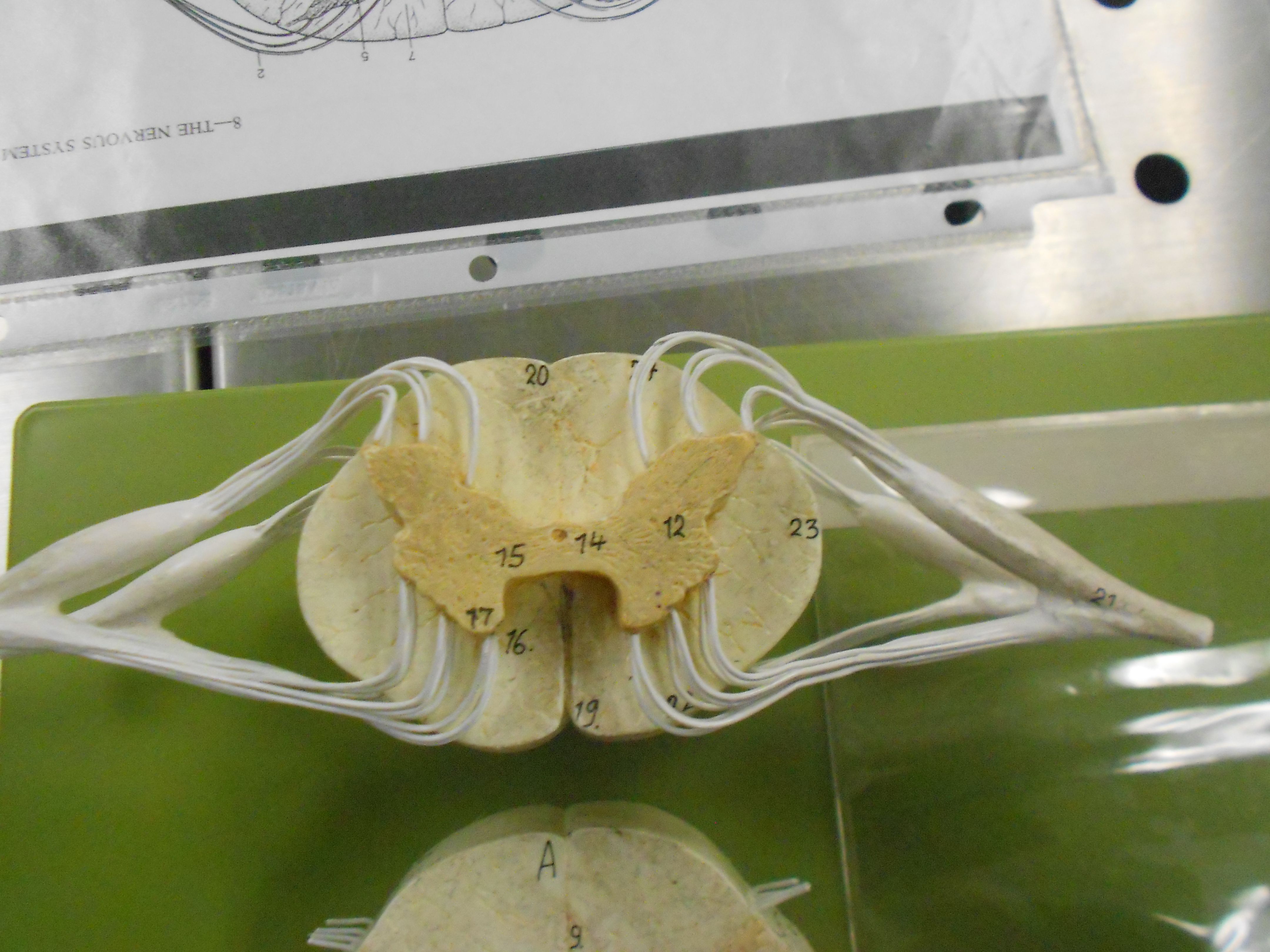 Spinal Cord cross section model with sensory and motor nerves.