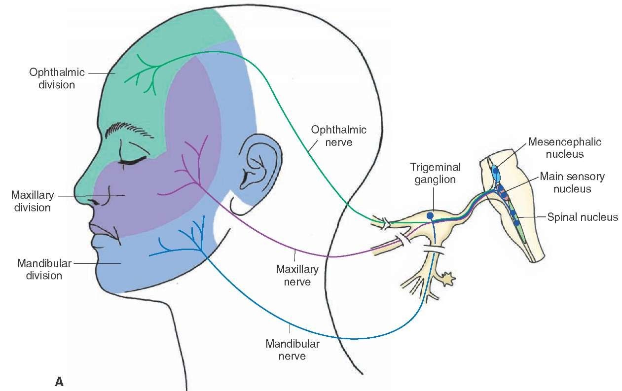 Mandibular Nerve Sensory