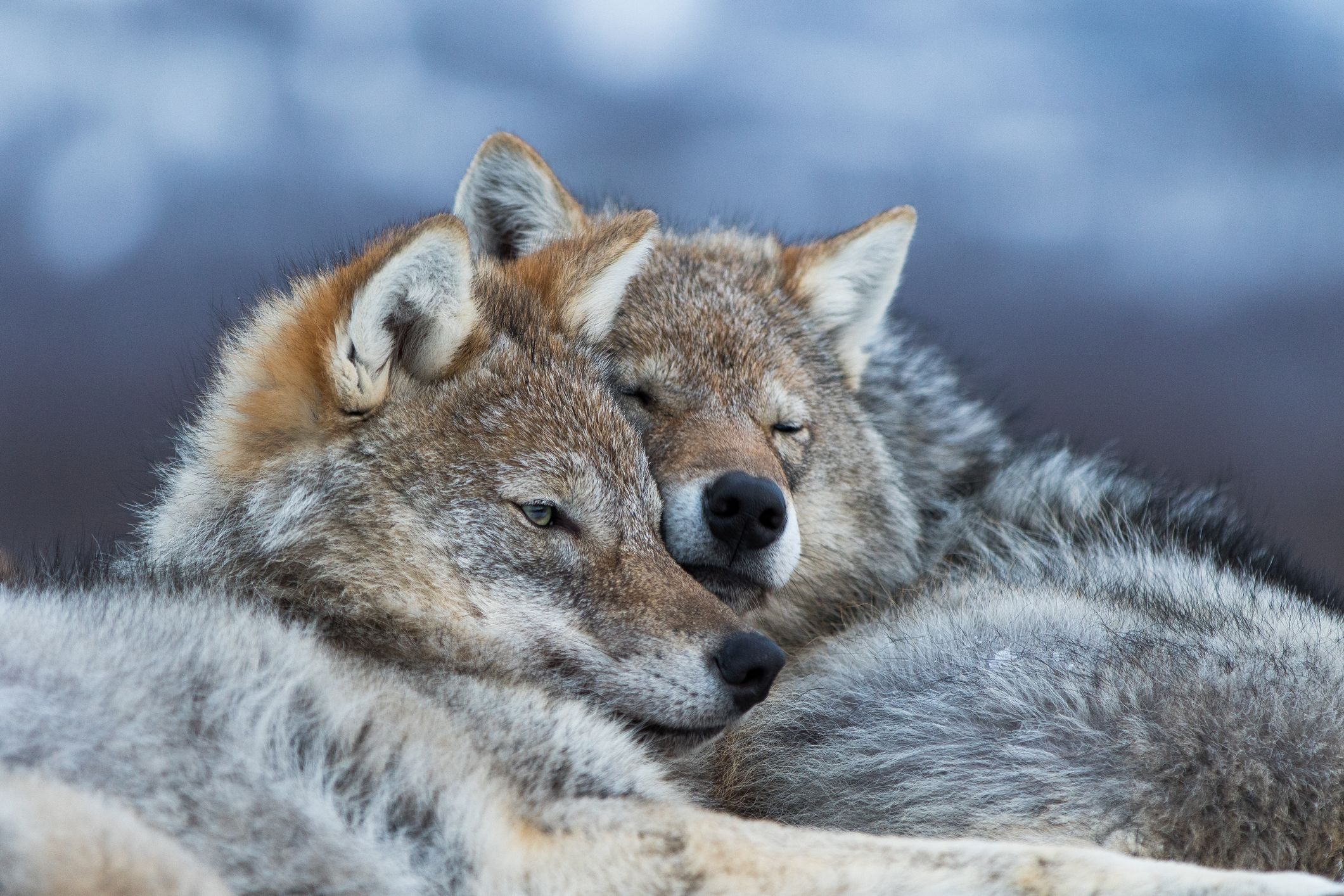 picture of 2 wolves cuddling in 2020 | Animals, Pets, Cuddling