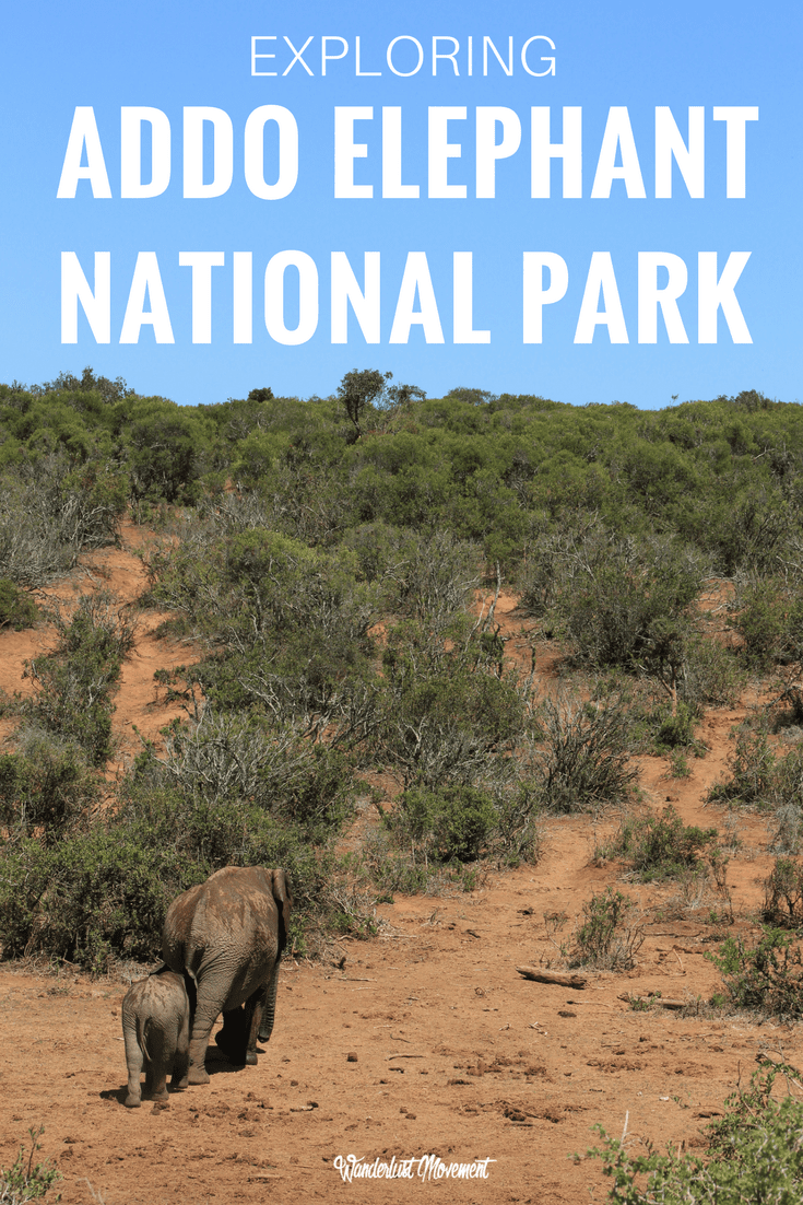 How to Visit Addo National Park: A Complete Self-Drive Safari Guide ... image.