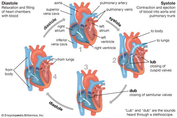 heart contraction cycle Nursing Assessment, Contractions, Pulmonary ...