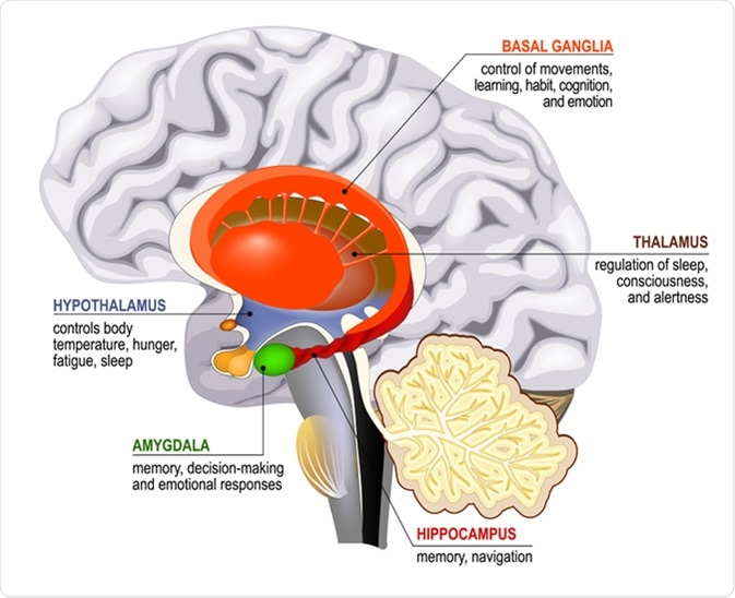 Limbic system. Cross section of the human brain. Mammillary body, basal ...