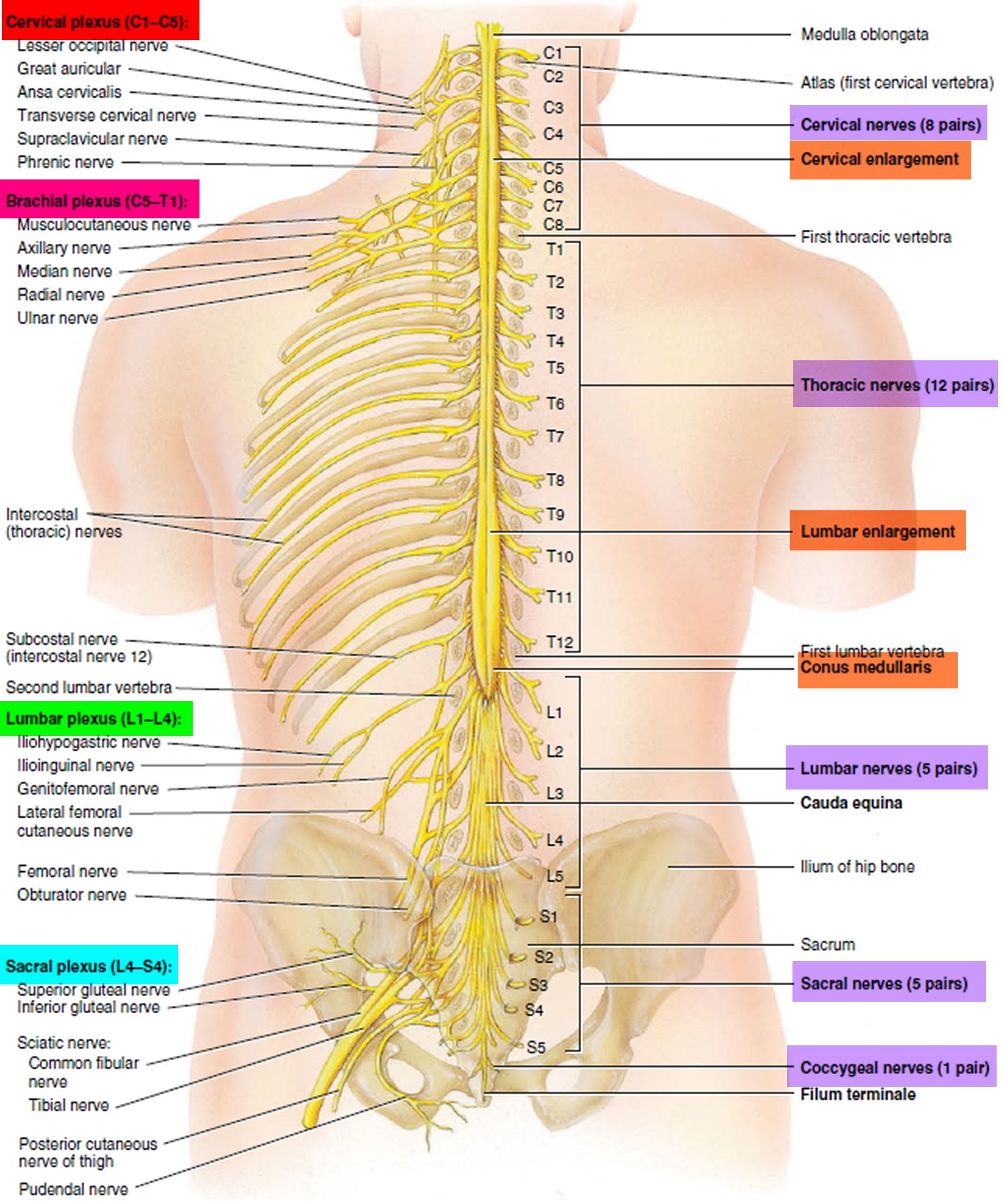 Spinal Cord Anatomy - Parts and Spinal Cord Functions | Spinal cord ...