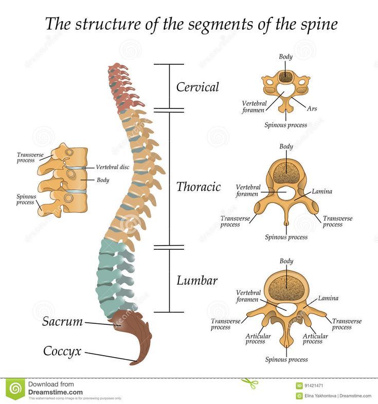 Cervical Spinal Stenosis, Thoracic Vertebrae, Human Skeleton Anatomy ... image.