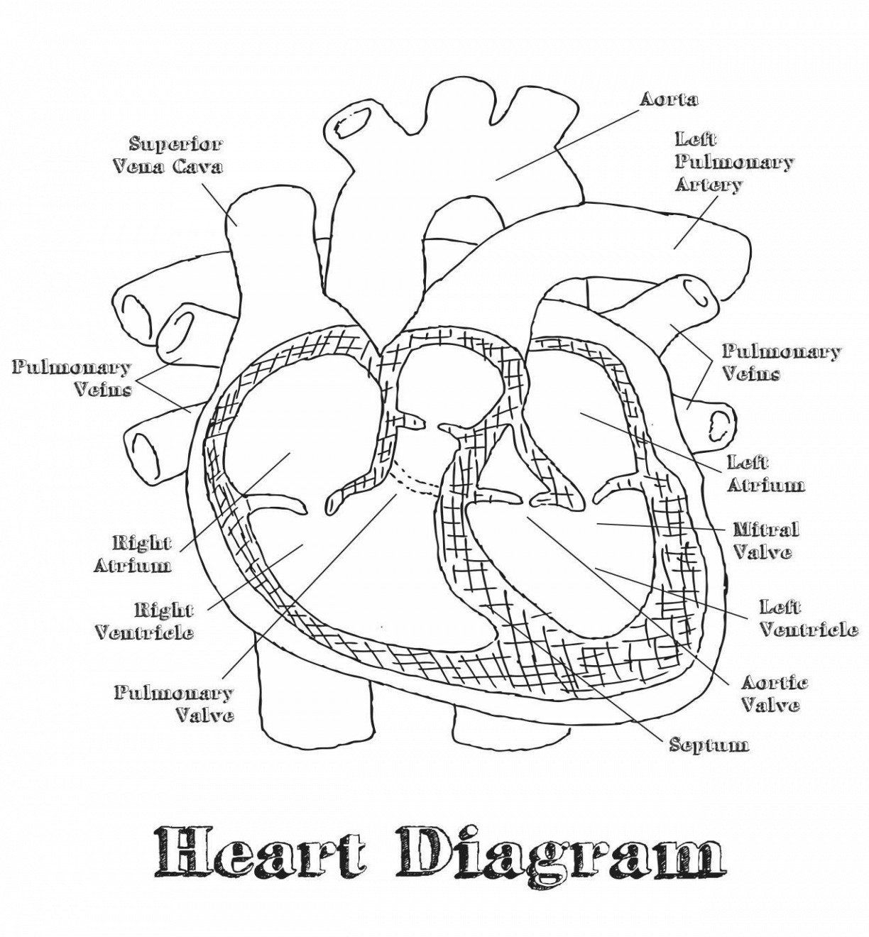 Anatomical Heart Human Heart Coloring Pages