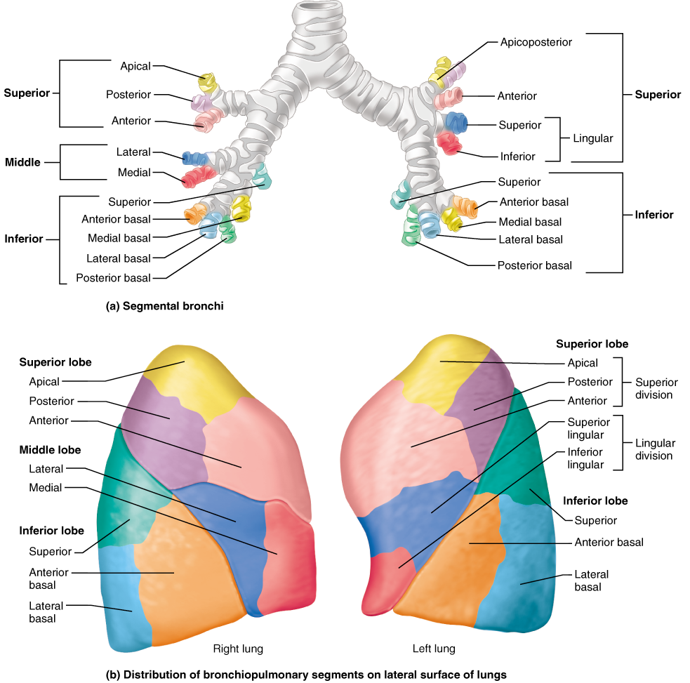 Functional Anatomy of the Respiratory System | Anatomia y fisiologia ...