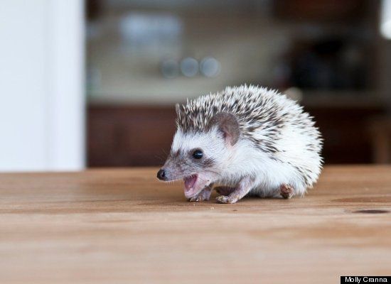 Look Adorable Baby Hedgehog Vs Cardboard Tube Baby Hedgehog Hedgehog Pet Pygmy Hedgehog