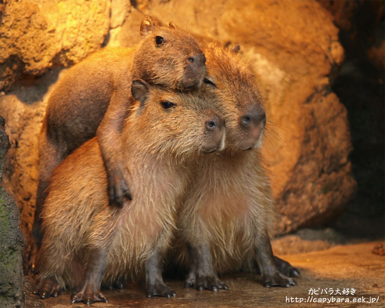 This capybara wants to be the top of the pyramid | Capybara, Capybara ...