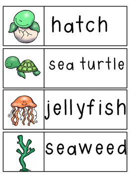 Sea Turtles | Turtle life cycle, Sea turtle life cycle, Vocabulary cards