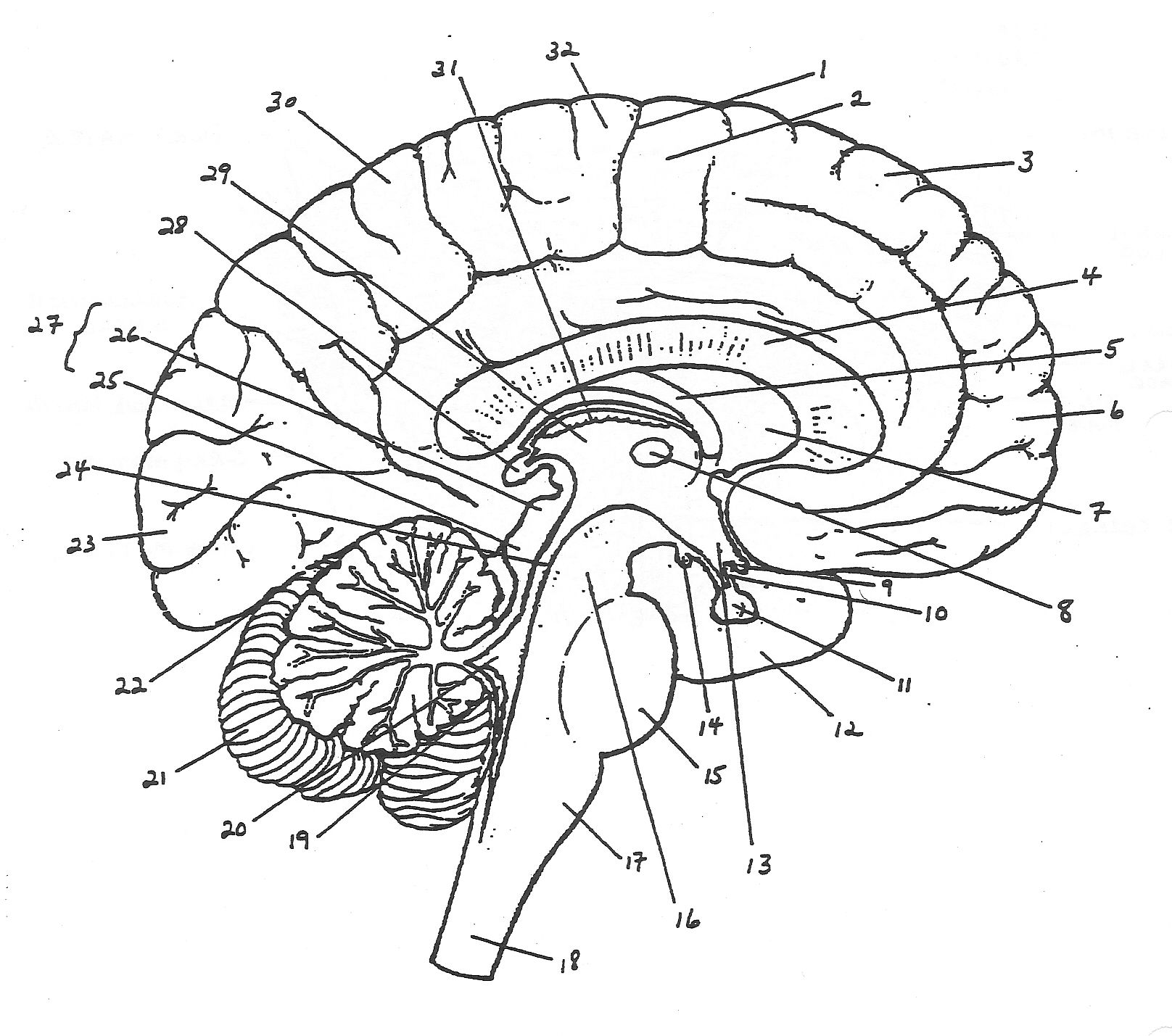 Brain diagram, Fitness motivation pictures, Best workout for women