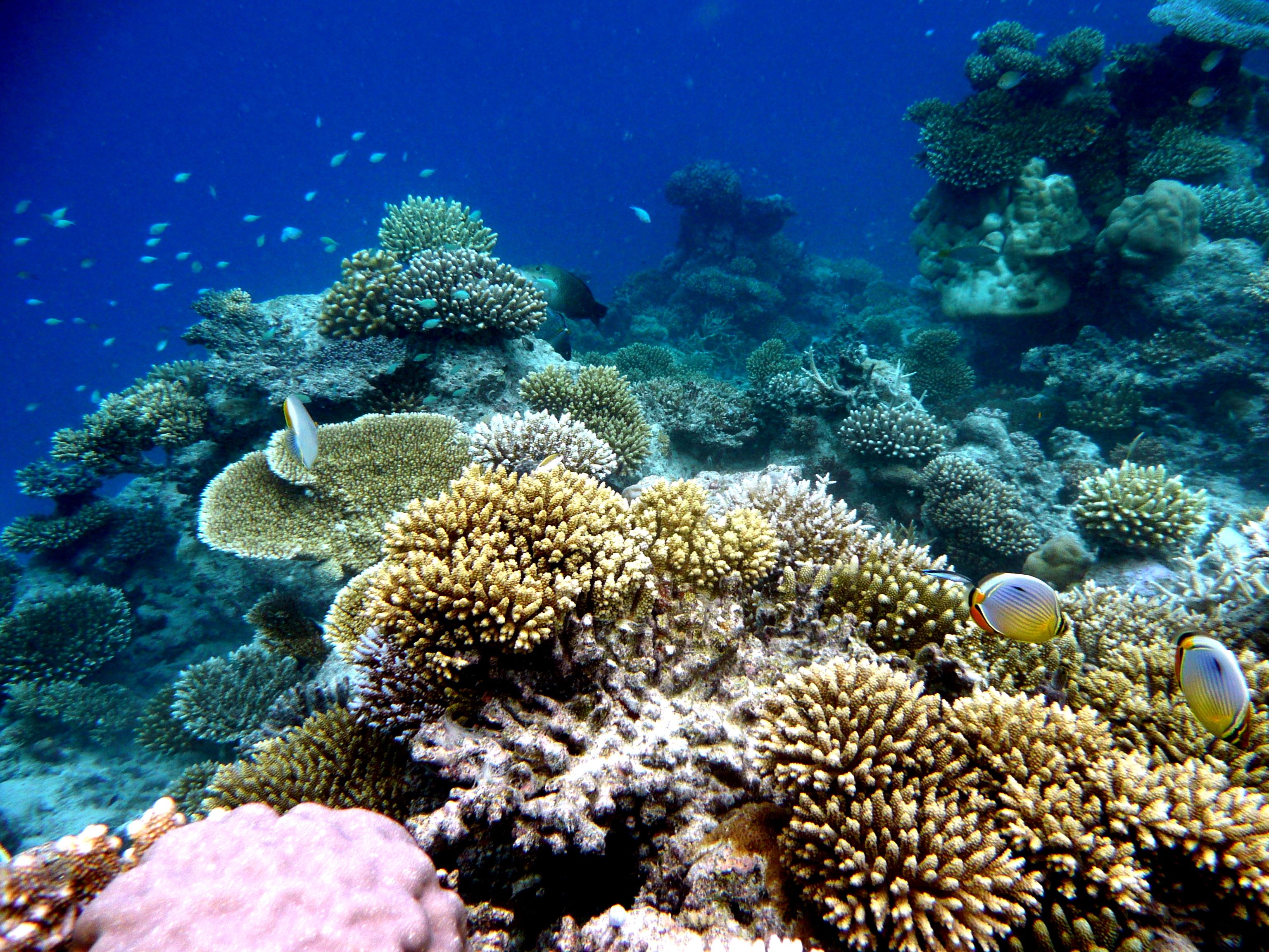 Fringing Coral Reef