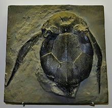 Bothriolepis canadensis carapace | Prehistoric animals, Fossils ...