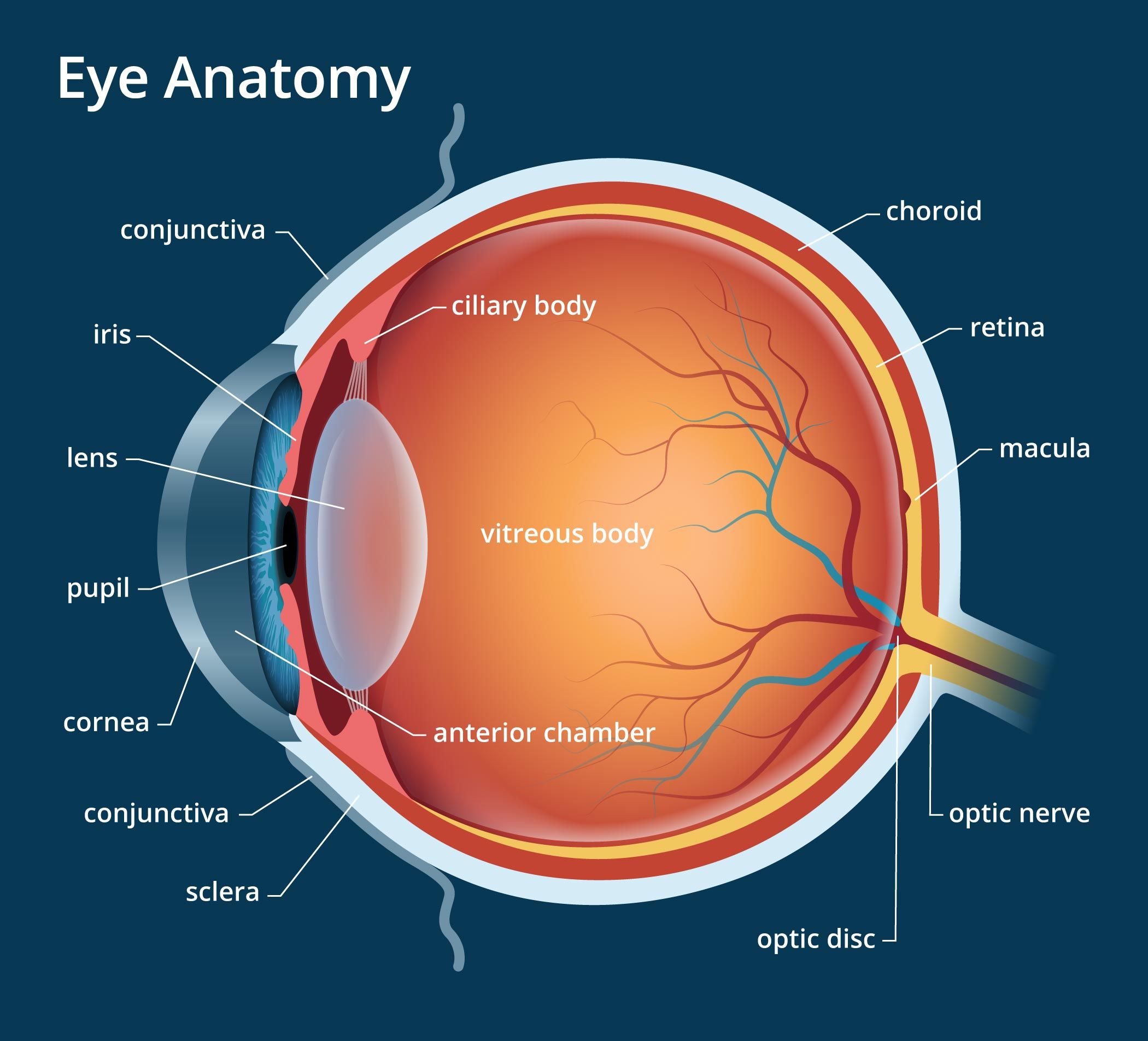 Structure Of The Eye Worksheet