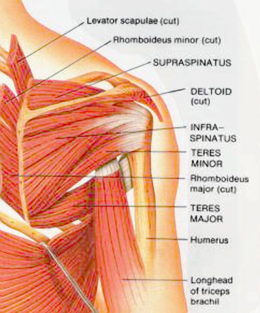 Muscles Of The Shoulder | Do you have neck, shoulder or back pain ...