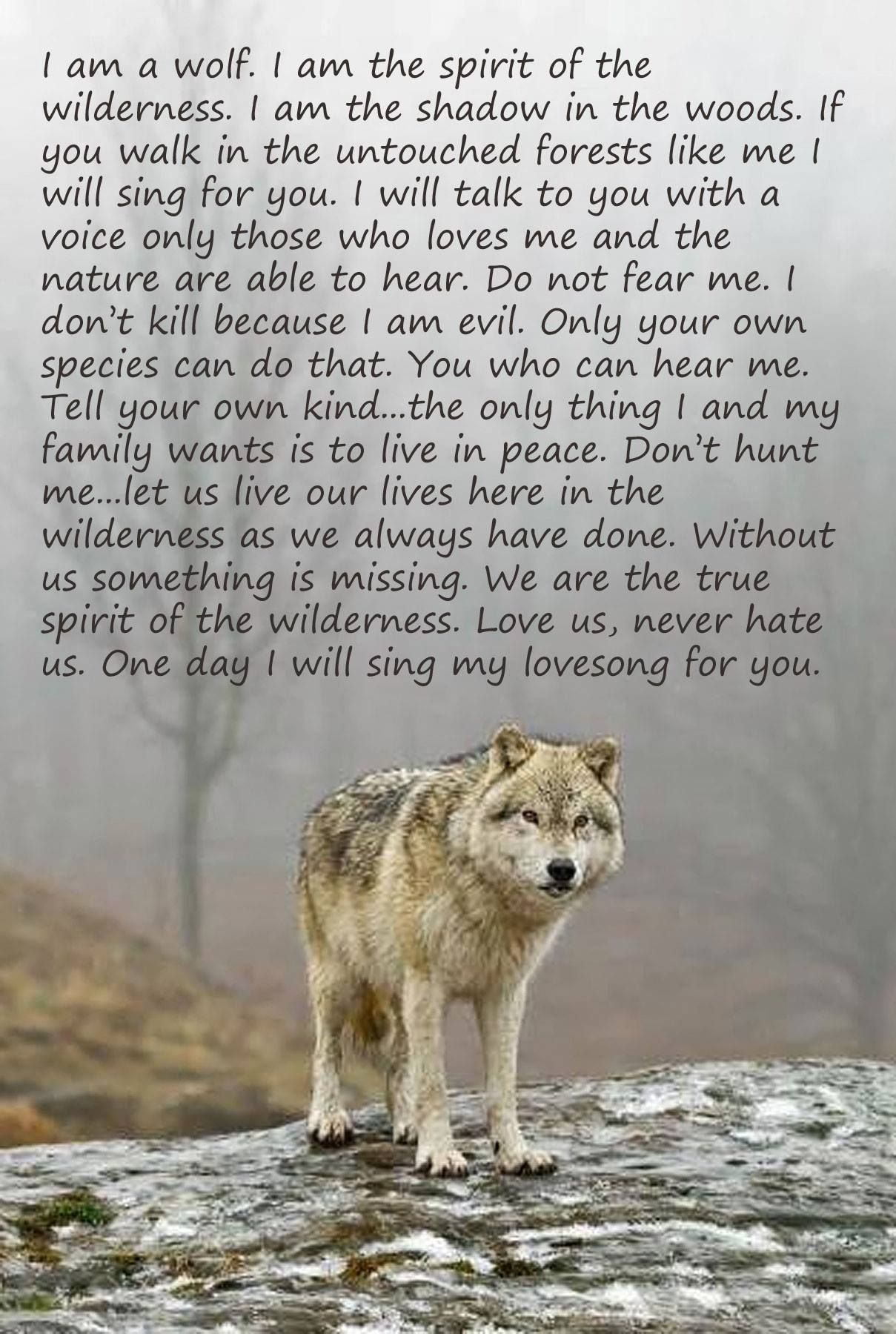 Spirit of the Wilderness Animal Spirit Guides, Wolf Spirit Animal ...