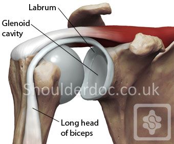 Labrum in the Shoulder: Understanding its Importance