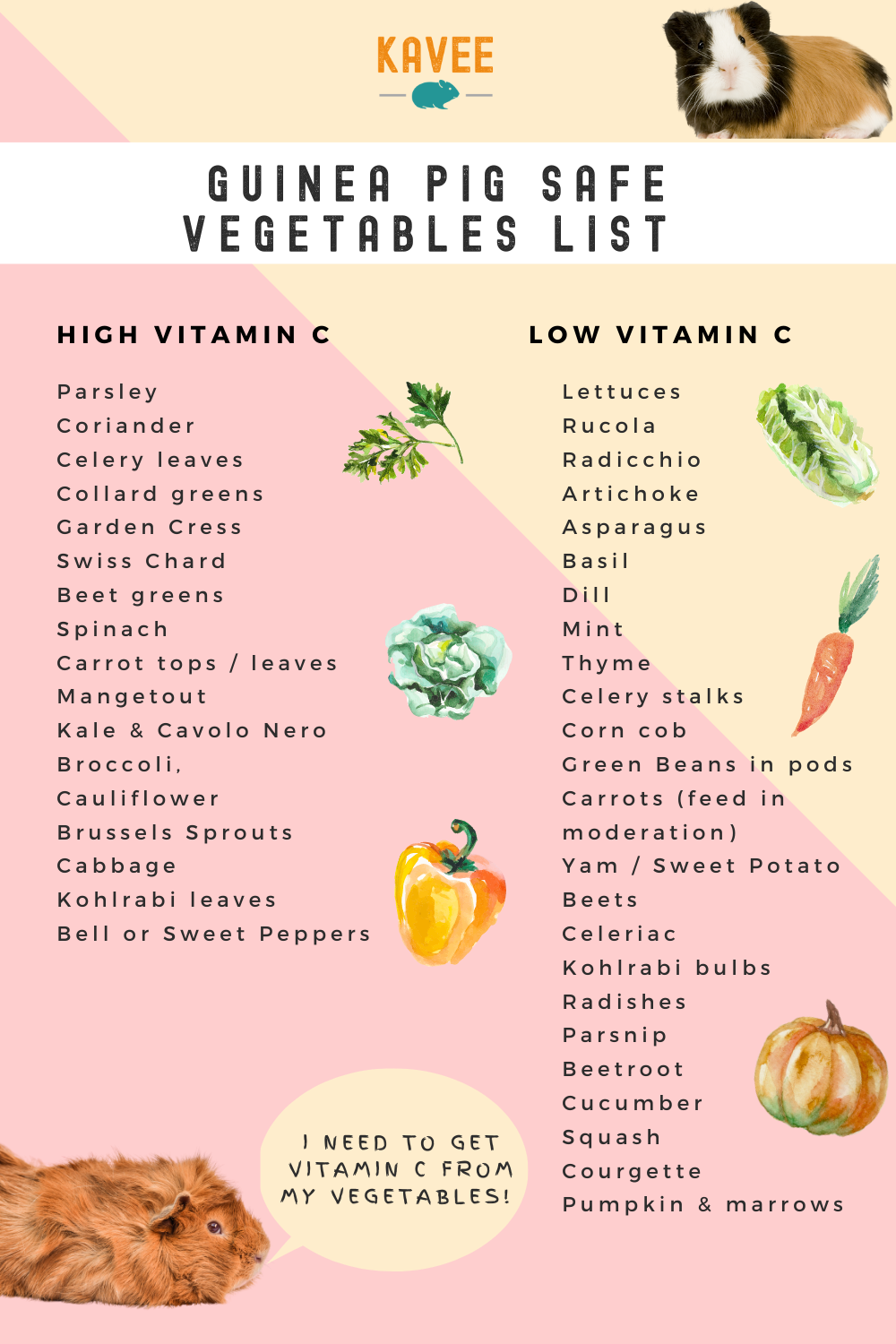 Guinea pig safe fruit list – Artofit