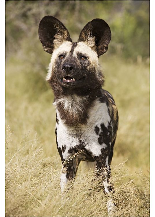 Print of African Wild Dog | African animals photography, African ...