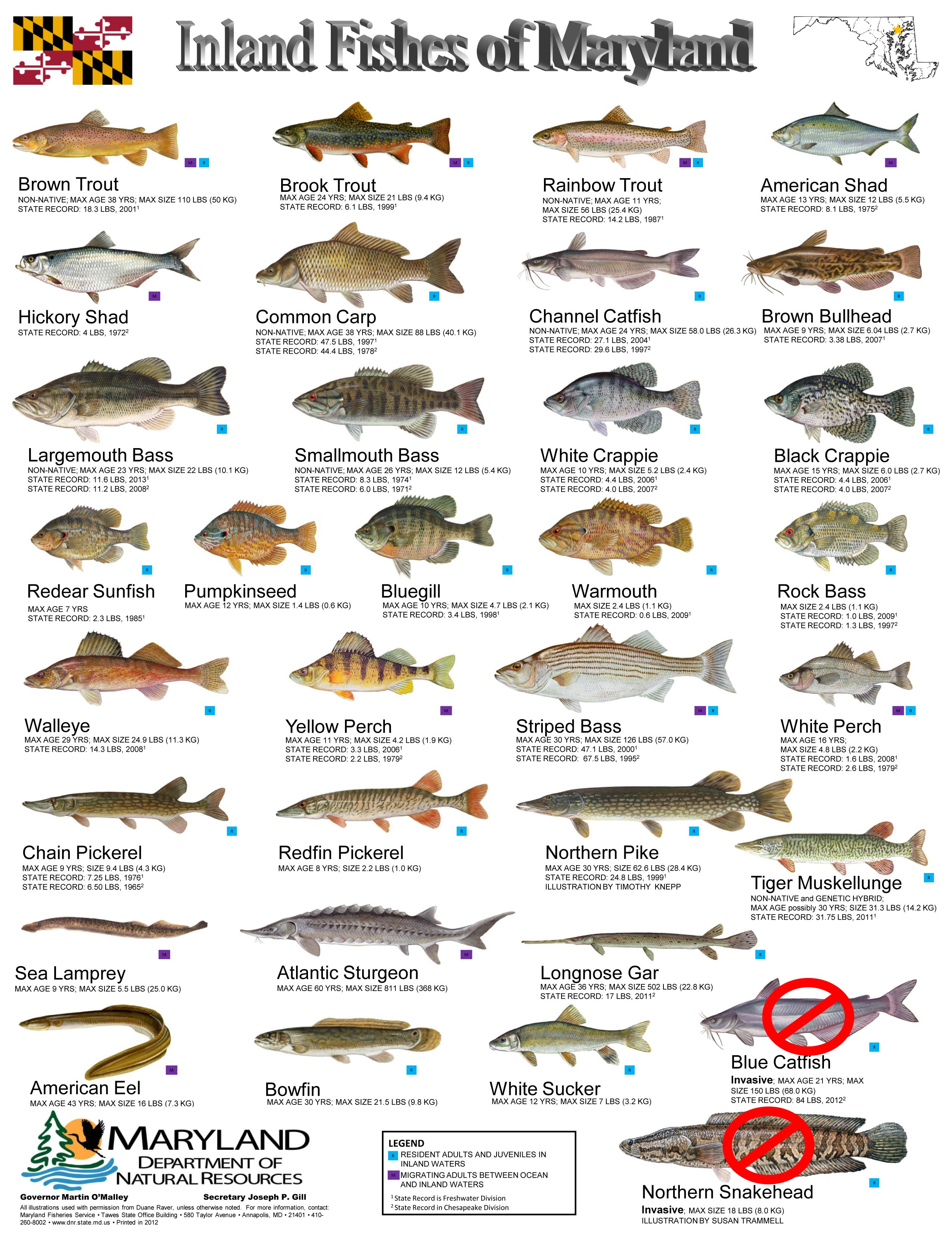 Freshwater Fish Species Chart