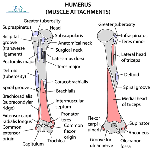 Greater Tubercle Of Humerus Muscles That Attach