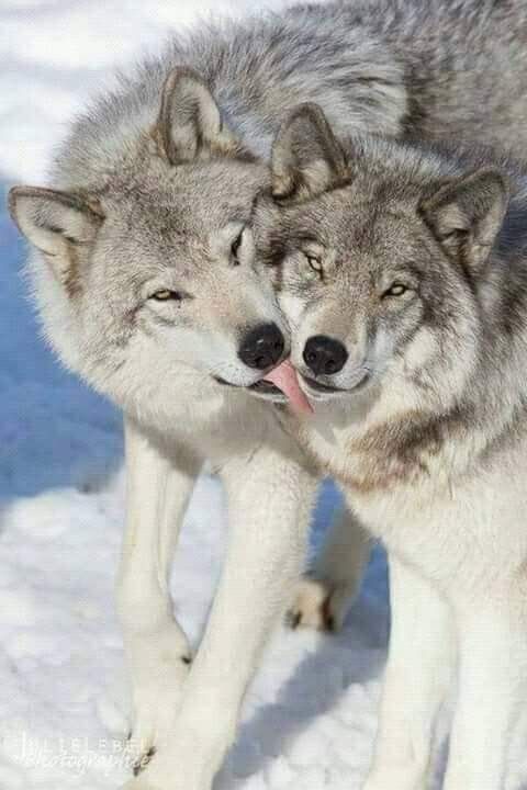 Pin by nana baz on Loups | Wolf dog, Wolf love, Animals wild