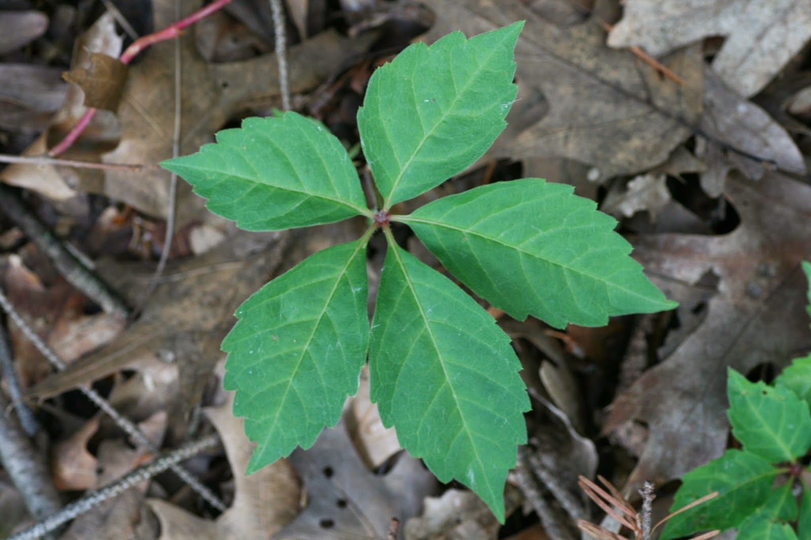 poison ivy - Yahoo Image Search Results | Plants, Ivy plants, Plant leaves