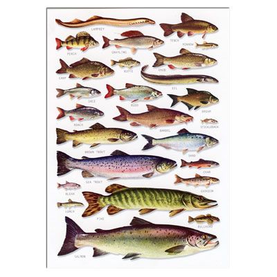 Freshwater Fish Identification Postcard | Fish, Fish chart, Freshwater fish