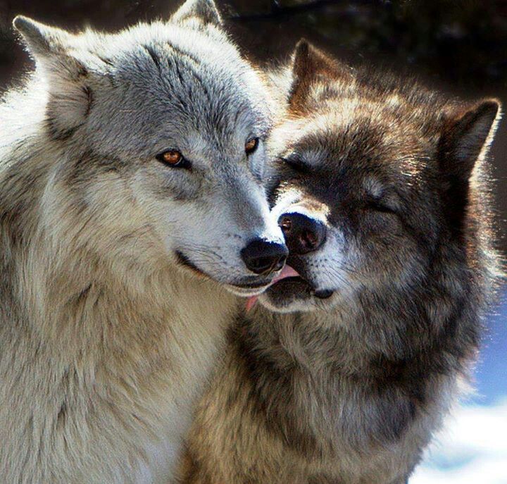 two gray wolfs standing next to each other