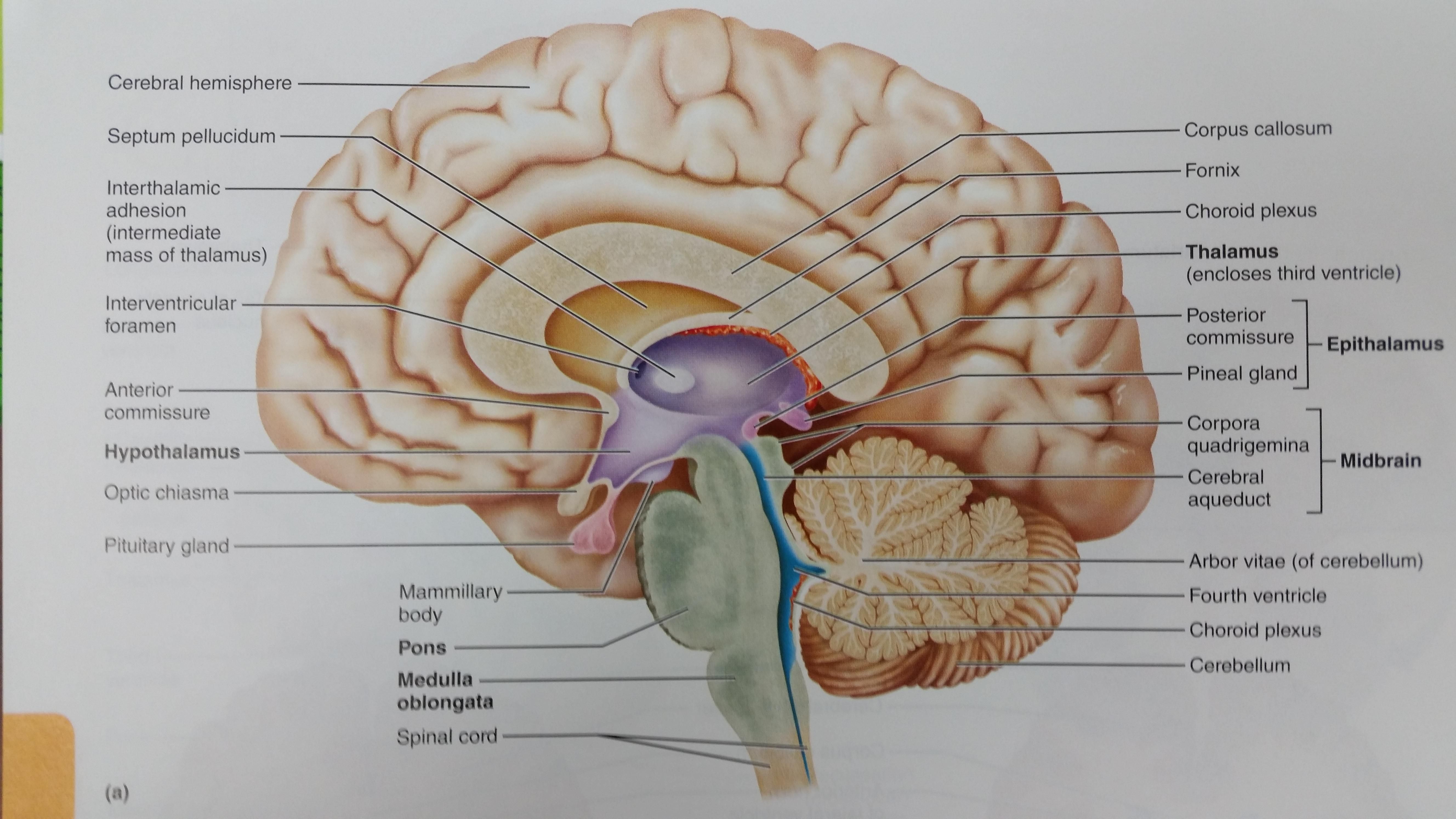 Human Skull Cross Section With Brain Human Skull Mid - vrogue.co