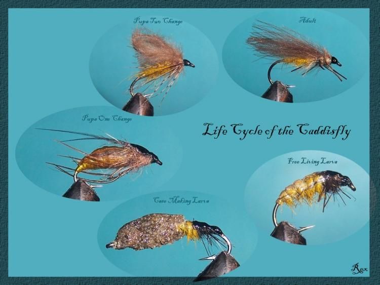 Life Cycle of the CaddisFly - posted in Coldwater Species: A new ...