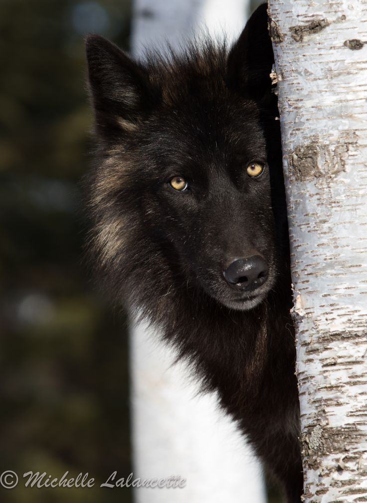 1000+ ideas about Black Wolves on Pinterest | Wolves, Gray Wolf and ...