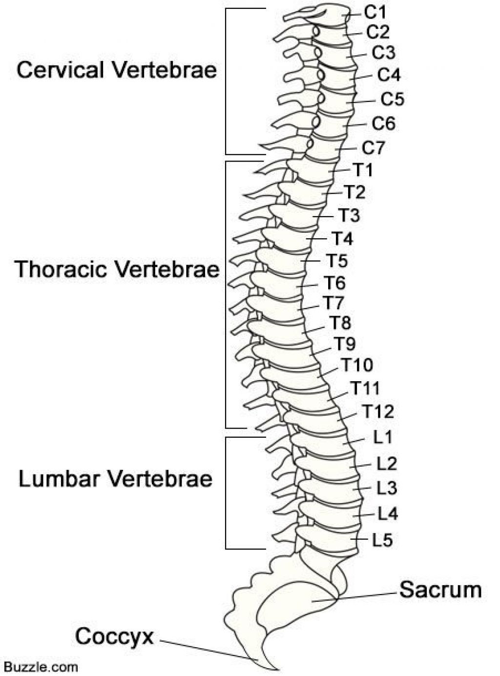 Spine Labeled