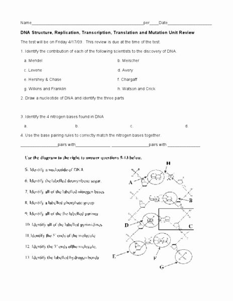 Dna Structure And Replication Worksheet Answer Key Pdf - Describe the