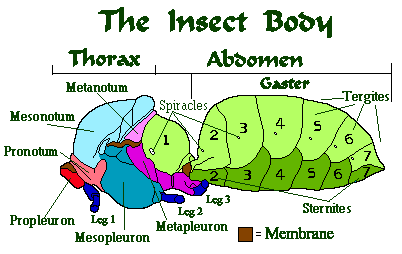 Anatomy Study, Body Anatomy, Homeschool Planning, Free Homeschool ...