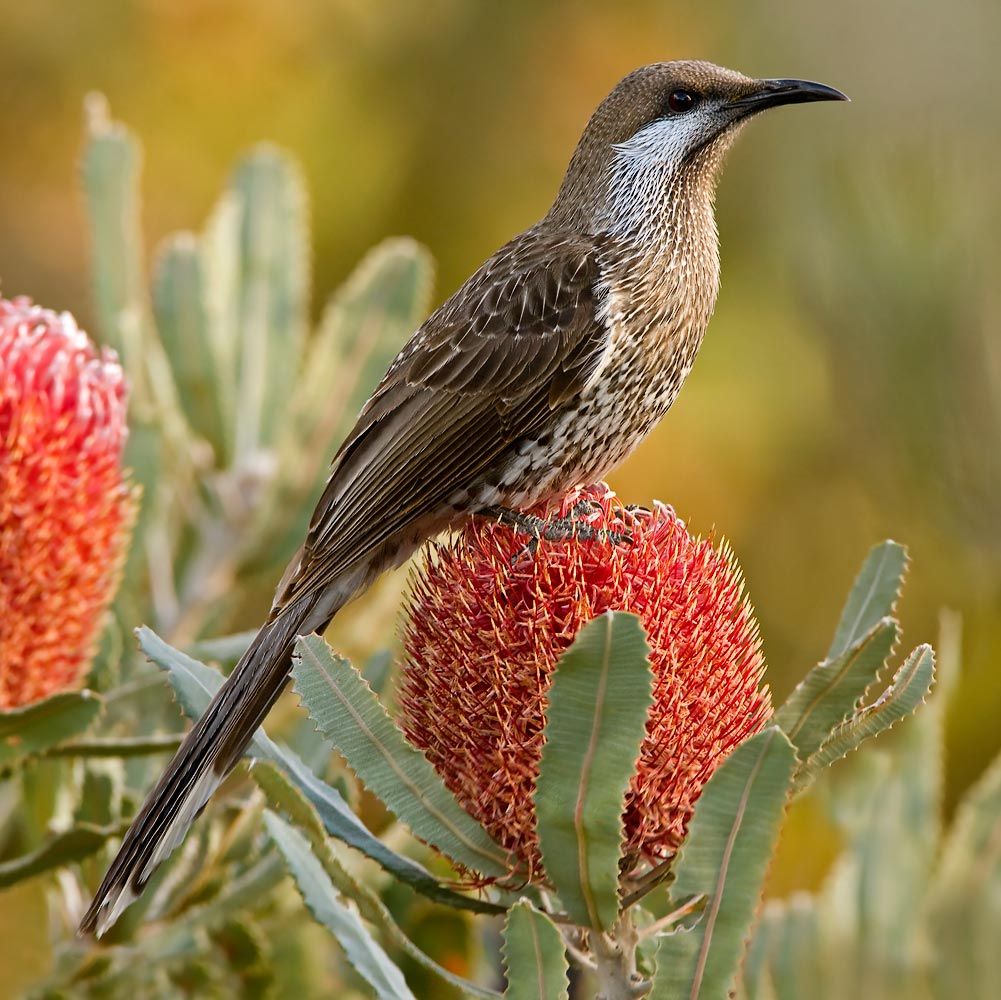 Account Suspended | Australian birds, Australian native birds, Birds of ...