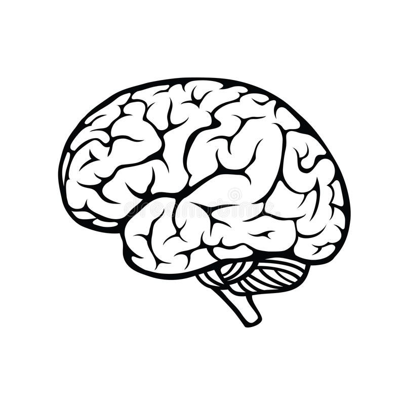 Human brain. Vector outline illustration of human brain on white ...