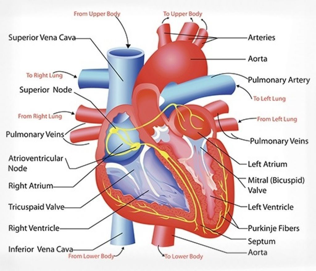 Human Heart Pictures For Students – Worksheets Decoomo