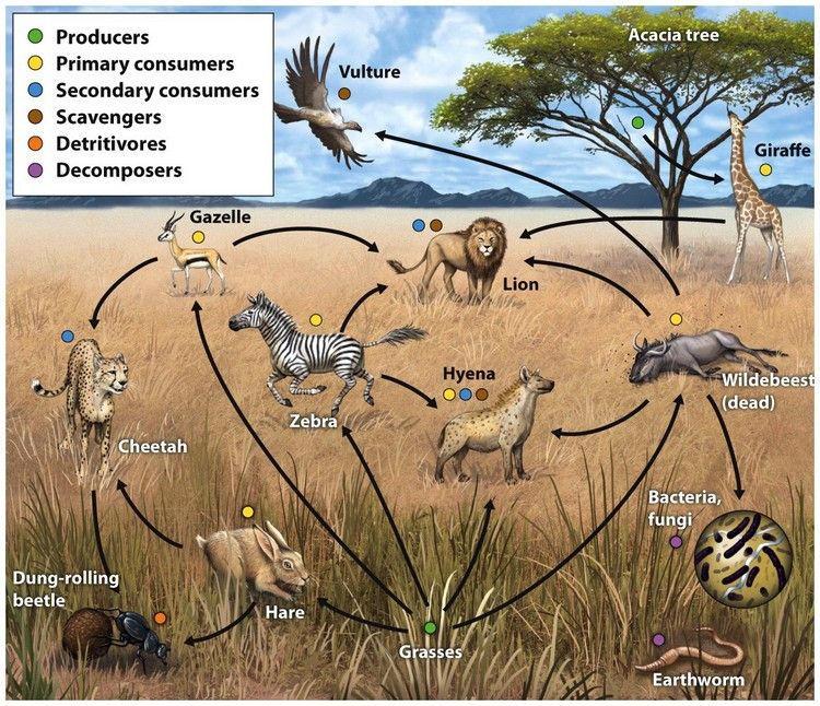 Cheetah Food Chain