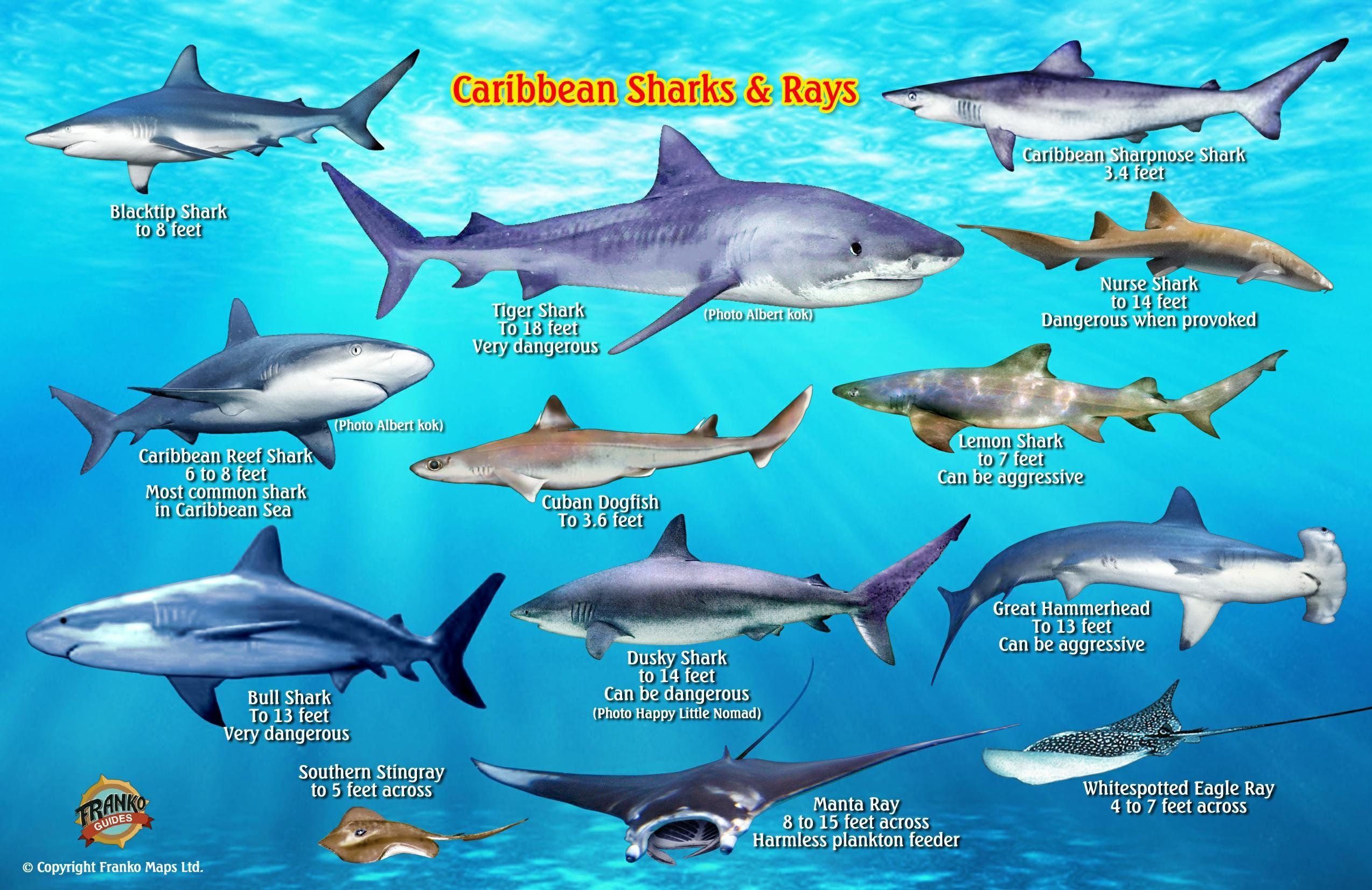 Types Of Sharks Chart