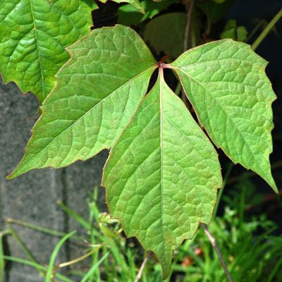 How to Safely Remove Poison Ivy | Boston ivy, Poison ivy pictures, Ivy vine