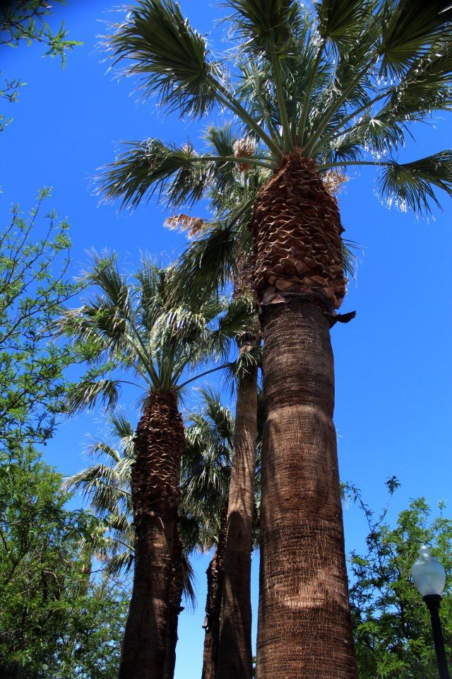 #PalmTrees located in old town #Barstow, #California. #FilmBarstow www ...