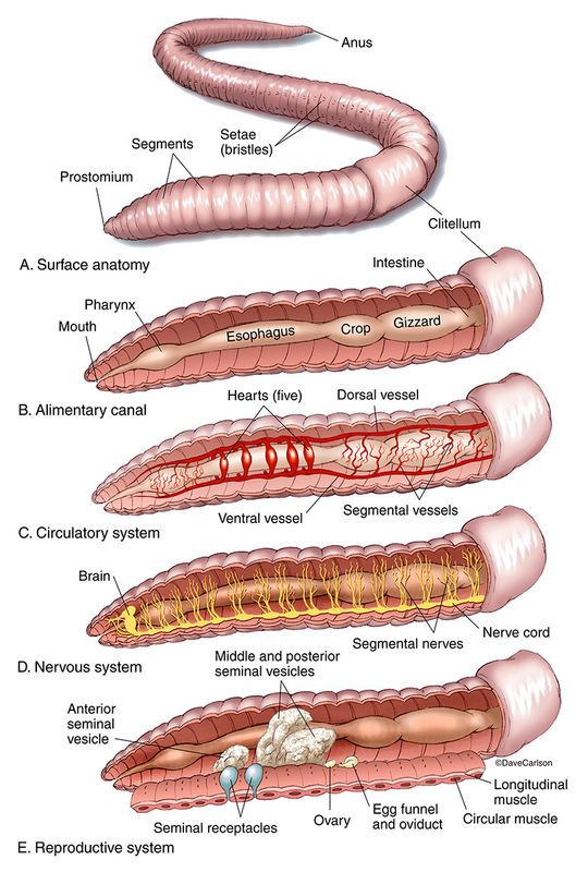 Well Labelled Diagram Of Earthworm