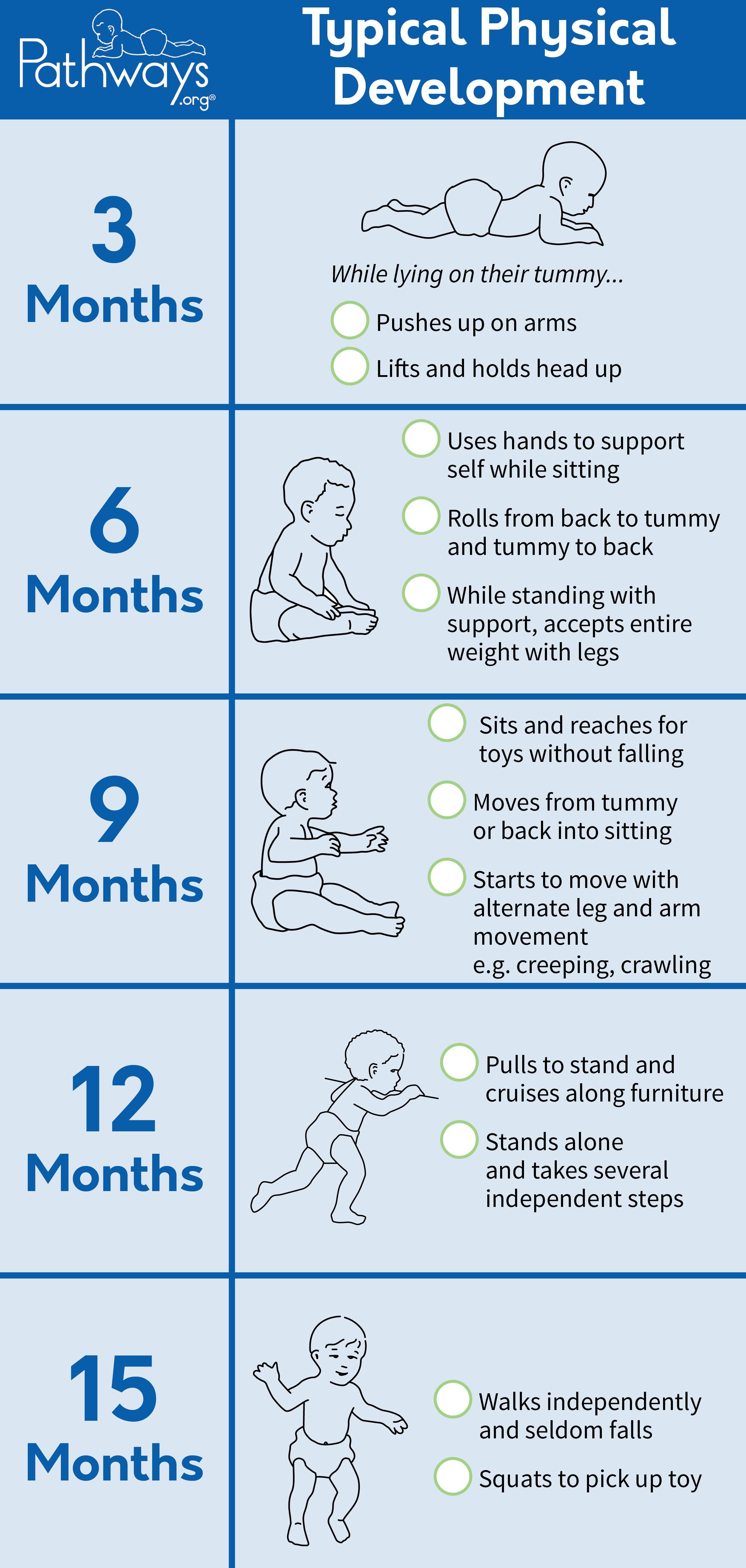 Baby Life Cycle Stages